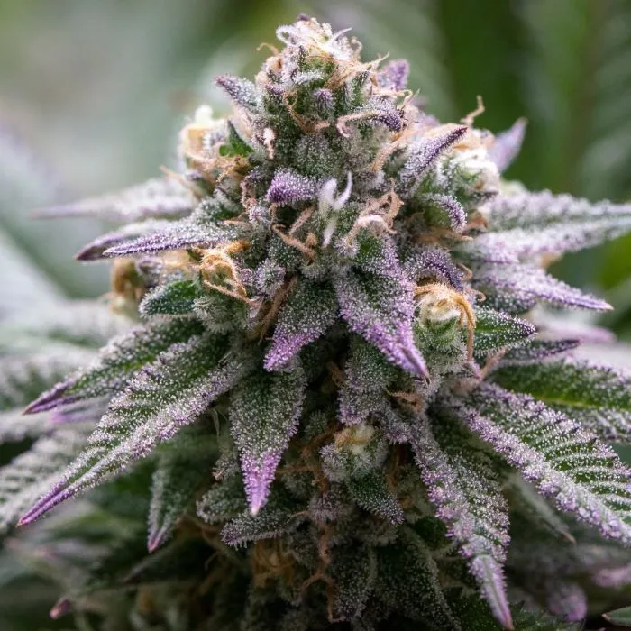 Ultra Violet GMO — immagine 2