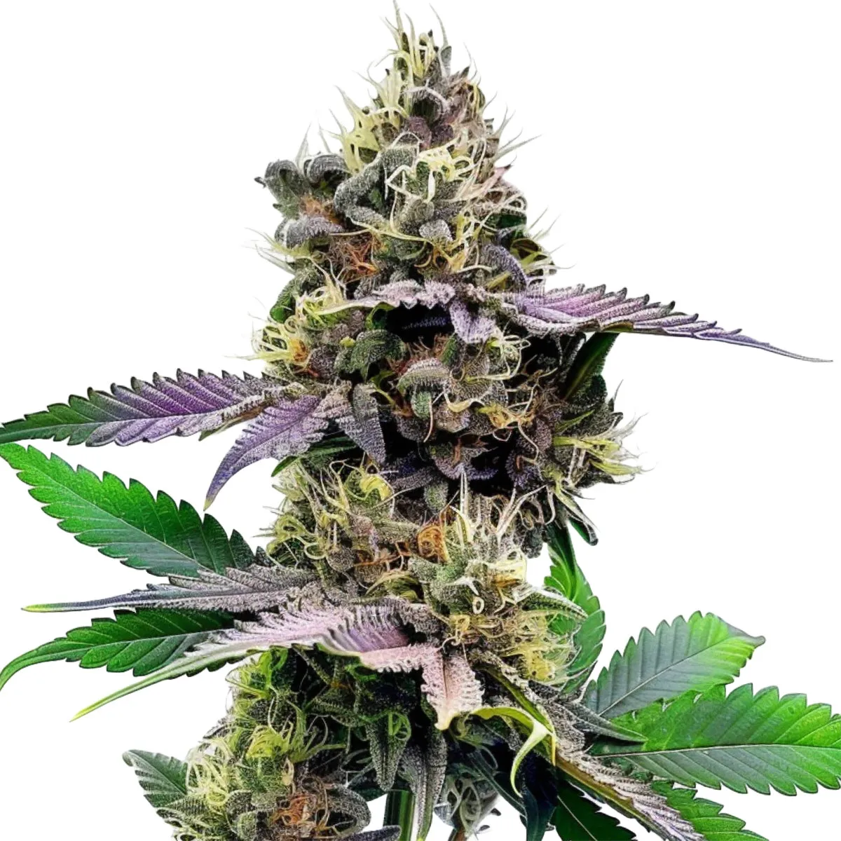 Watermelon Gelato — immagine 2