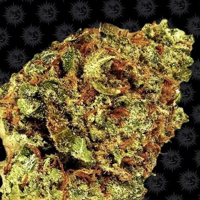 Watermelon Zkittlez — immagine 2