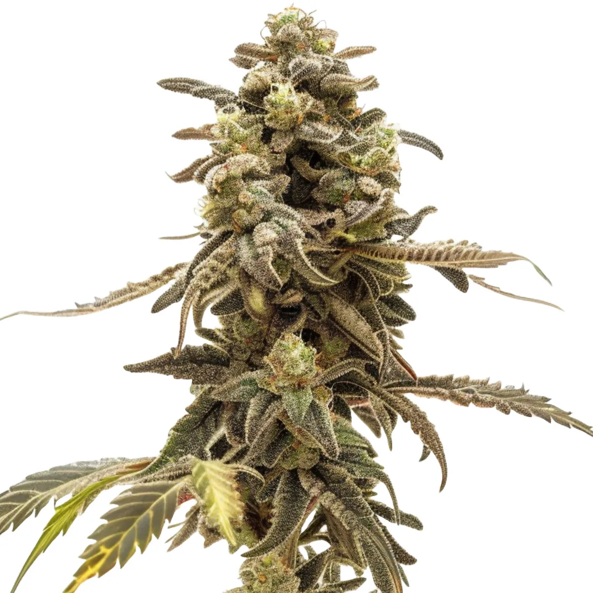 Wedding Cake Auto — immagine 2