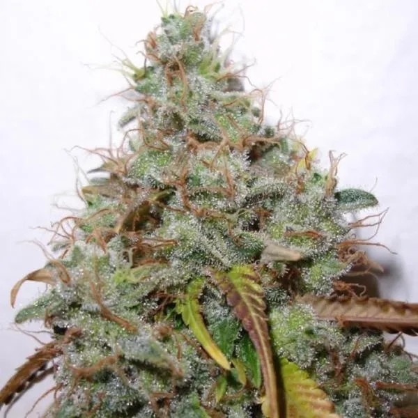 White Berry — immagine 2