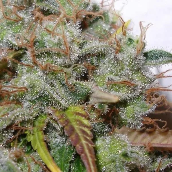 White Berry — immagine 3