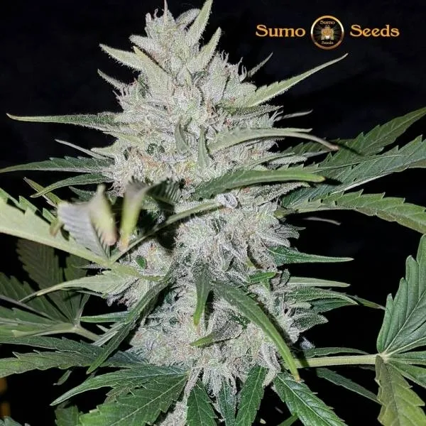 White Cheese Auto — immagine 2