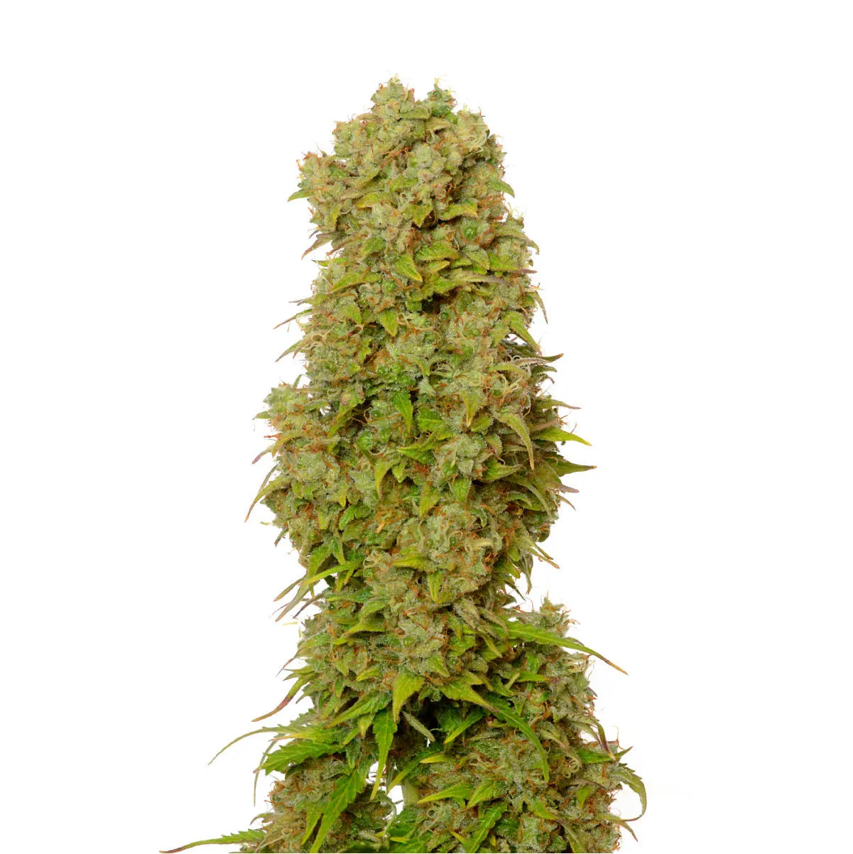 White Choco Autoflower — immagine 2
