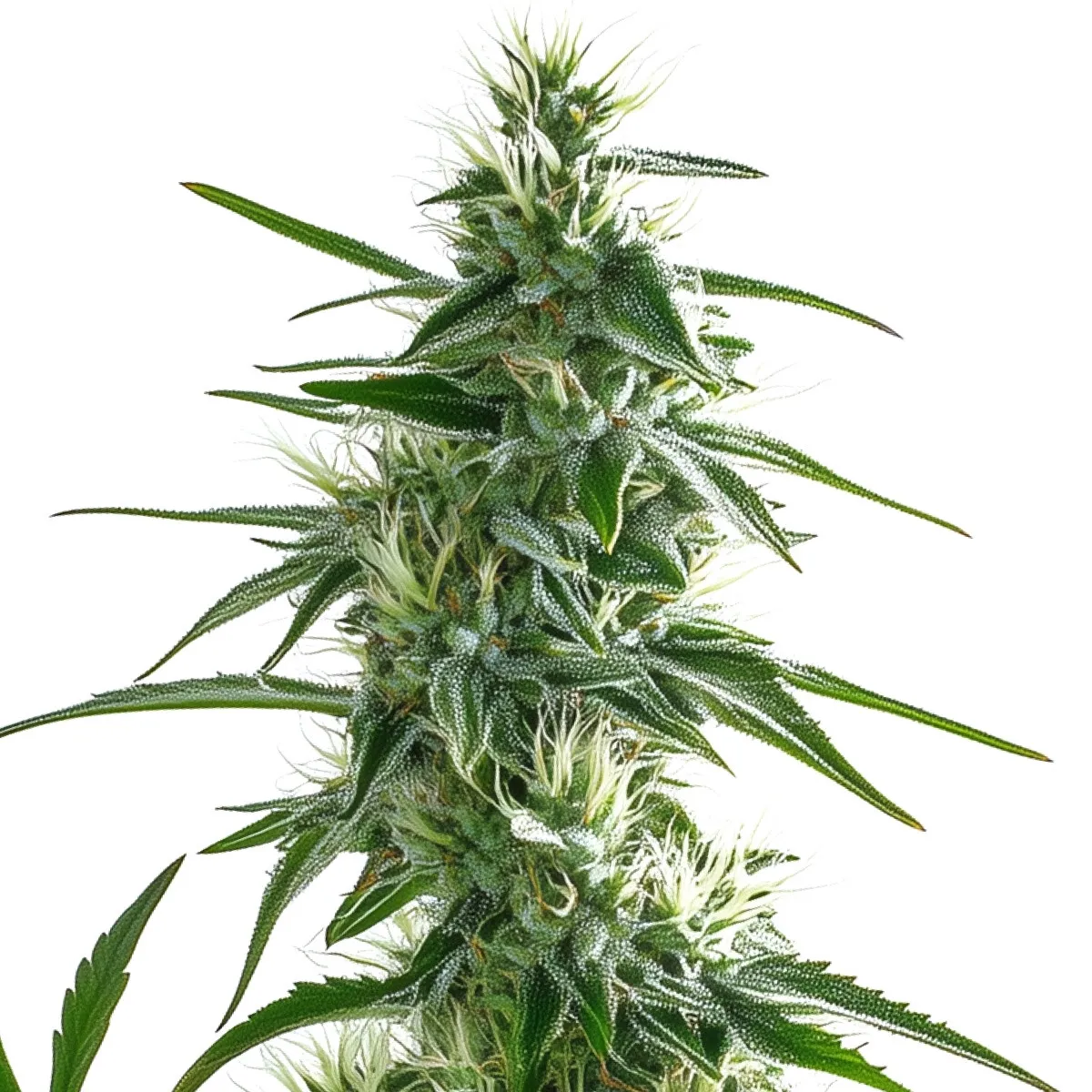 White Widow — immagine 2