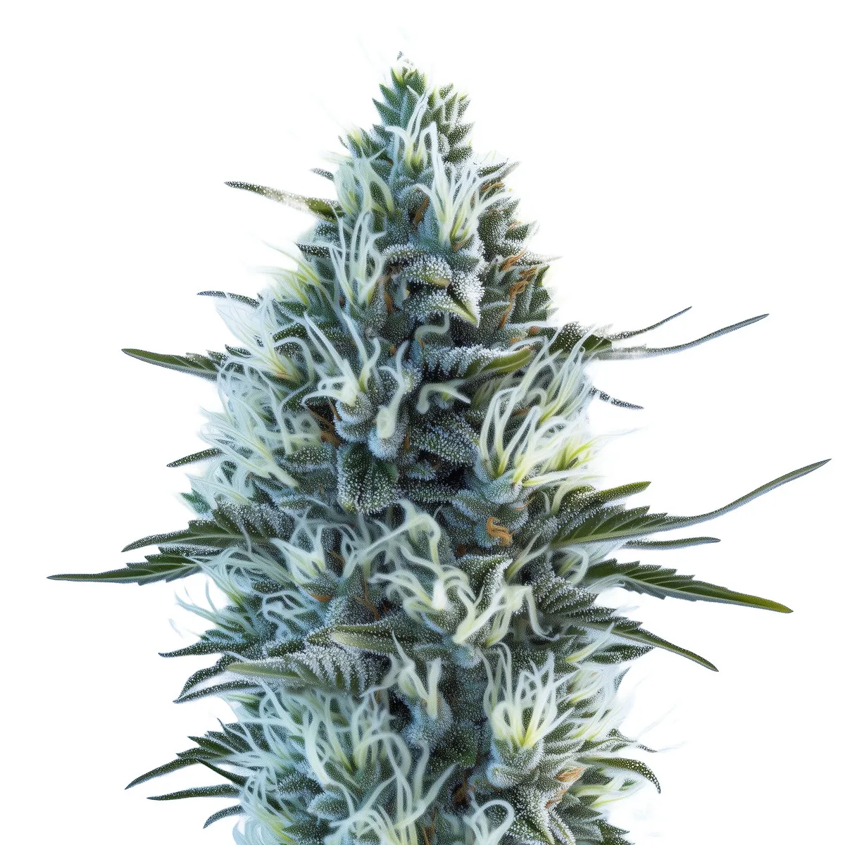 White Widow Auto — immagine 2