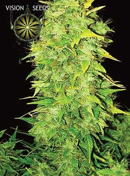 White Widow Autoflowering — immagine 2