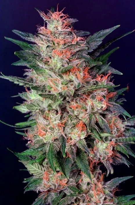 White Widow — immagine 2