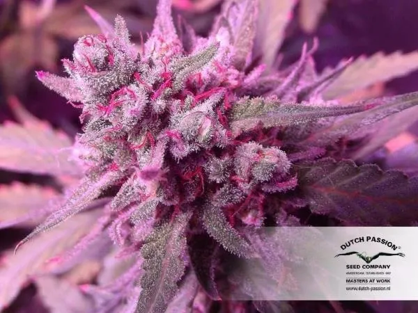 White Widow — immagine 3