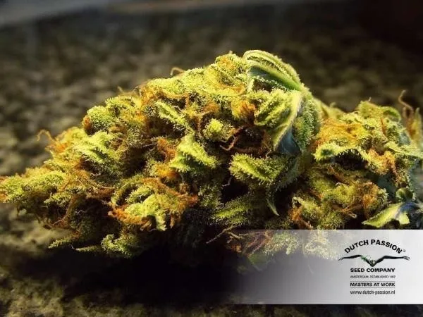 White Widow — immagine 4