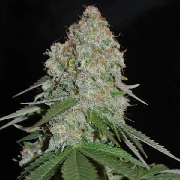 White Widow Original — immagine 2