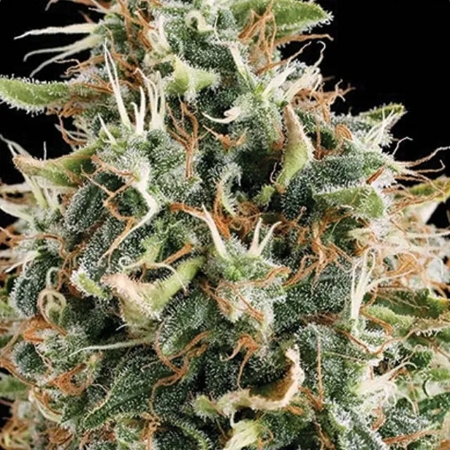 White Widow — immagine 2