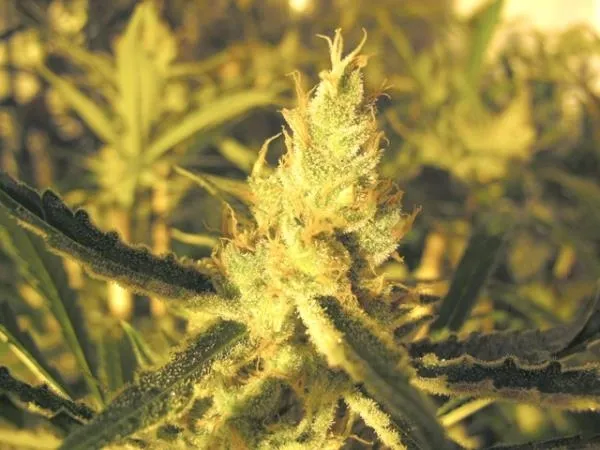 Y Griega CBD — immagine 2