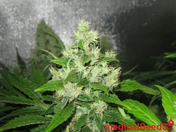 Y Griega CBD — immagine 3
