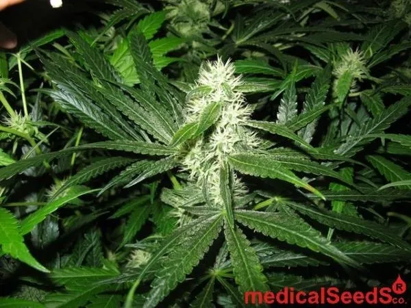 Y Griega CBD — immagine 4